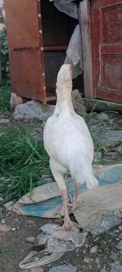 Heera