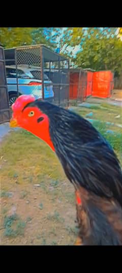 black o king shamo for sale male females  incubator for sale