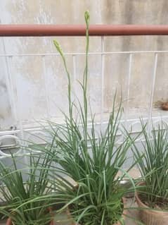 Tuberose plant for sale one pcs with pot