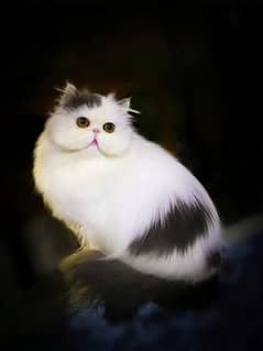 beautiful peke face male