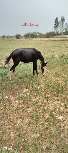 Desi breed horse