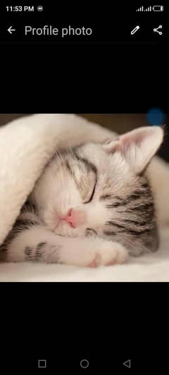 free cat