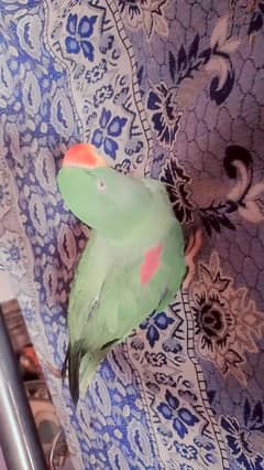 kashmeri