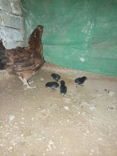 aseel for sale 03425604605 Whatsapp