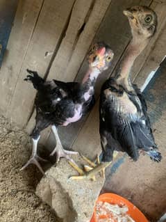 2 Aseel Lasani Males + 1 Female Chicks | Pure Breed | Healthy & Active