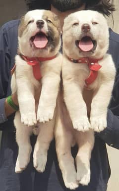 King size ala Bai Pair for sale available