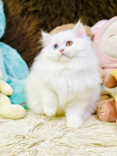 Persian