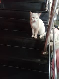 only pet lovers contact us