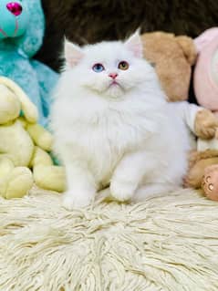 Persian Kittens | Punch Face | Triple Coated | Kittens | Female