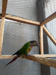 Green cheaked parrot 