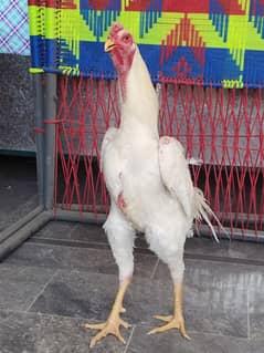White Shamoo chicks for sale