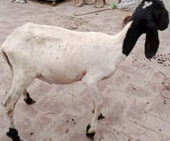 male almost 8 month old sheep chatra
