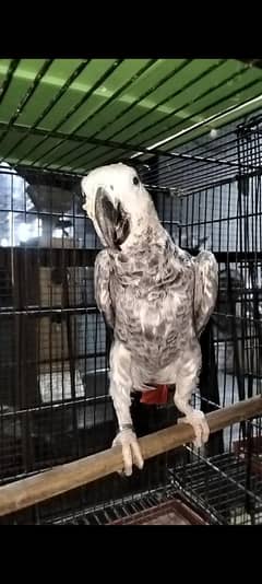 African grey parrot breader female