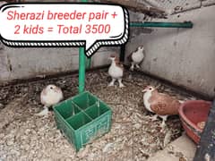 breeder pair