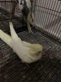 Hand trained cocktails parrots for sale only serious buyers contact