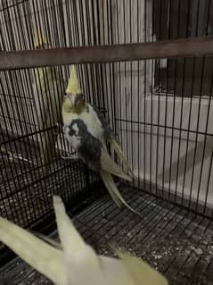 Hand trained cocktails parrots for sale only serious buyers contact