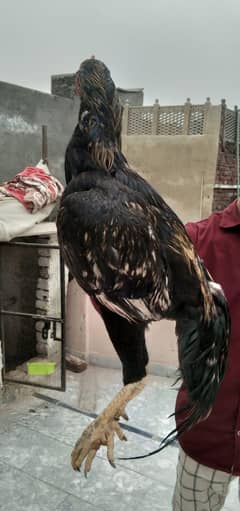 aseel pair