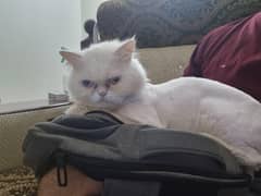 Persian cat