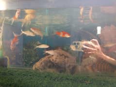 FISH
