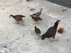 Aseel chicks
