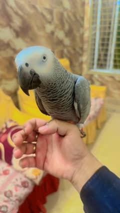 Congo