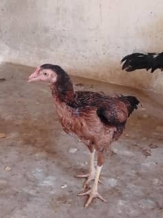 susti aseel 03132105582