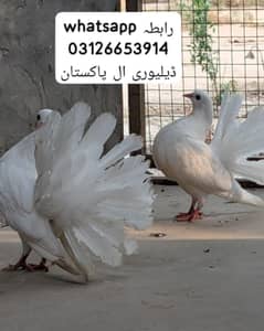 white pigeons sale