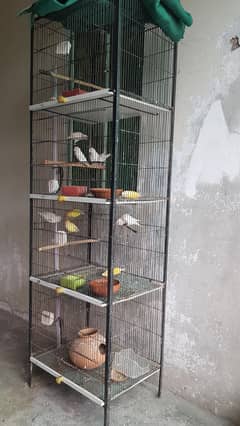 love birds and cage for sale first read ad