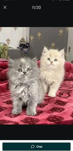 Cat Persian | cat baby | kittens | Blue eyes | ωatsap03186127889