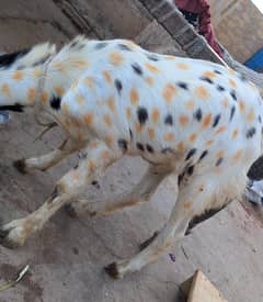 Desi white bakra