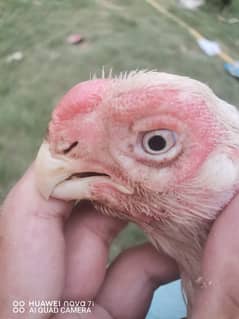 Indian
