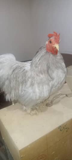 Bantum