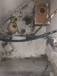 Love birds