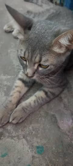 PERSIAN CAT