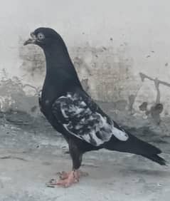 2 bachy 2 jory 2500 per piece pigeon kabutar