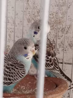 Budgies parrots