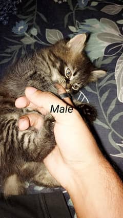3 Persian kittens for sale in low price