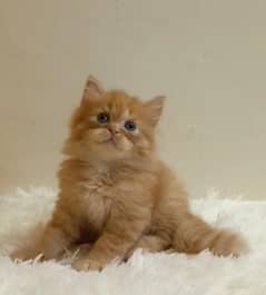 persian /triple coat/ punch face/  male/female kitten