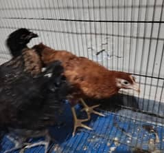 Almost 3 months old lohman desi mix breed  4 chicks for sale