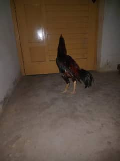 Aseel morga