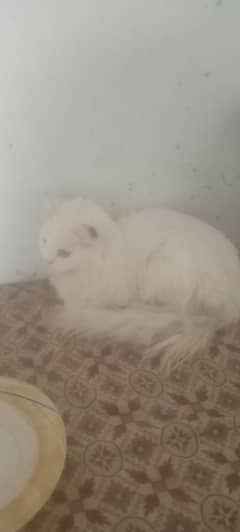 Persian cat
