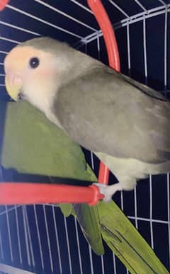Love bird age 8 month
