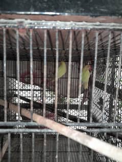 love birds 3 pairs and one extra with 4 portion  heavy cage