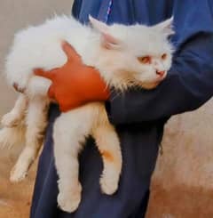 cat pretty