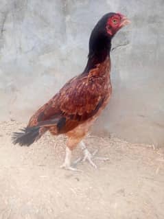 pure Aseel mianwali