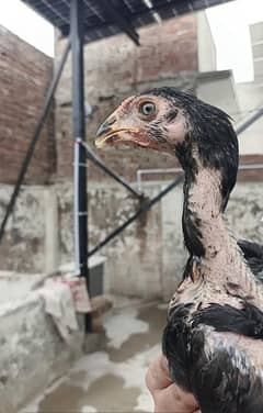 Thai Chicks/Black Eyes Chicks/Thai Black Eyes/Pure Aseel/Vaccinated