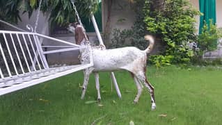 2 goats for sale