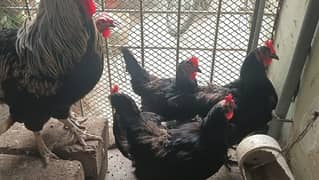 AUSTRALORP