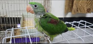 Kashmiri Raw Chick Male For Sale