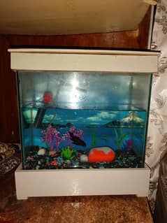 fish aquarium